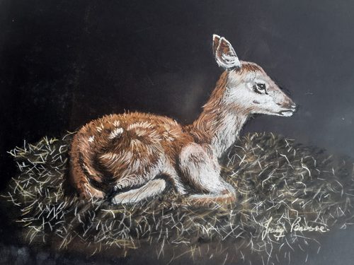 Irving. New born fawn, pastel.
